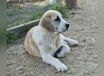 Mittelasiatischer Schäferhund mit stammbaum