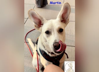Martin – lebensfroher Junghund
