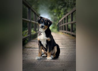 Bezaubernde Australian Shepherd Welpen