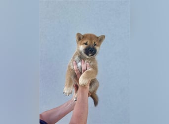 Shiba Inu puppies