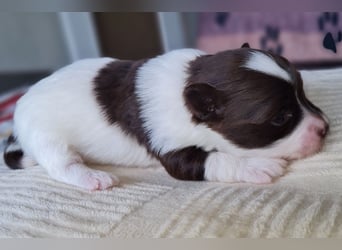 Bezaubernde Welpen aus Bolonka Zwetna und Pomeranian (Zwergspitz)