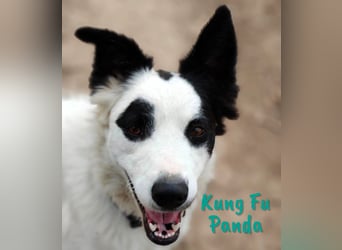 Kung Fu Panda 02/2023 (ESP) - verspielter & verträglicher, junger Border Collie Mix!