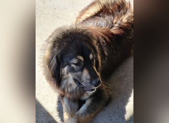 Aramis ❤️ liebevoll aufgeweckter Jungrüde