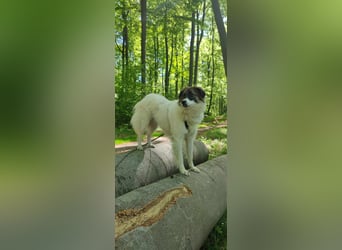 Polly - faszinierender Hund mit vielen Facetten