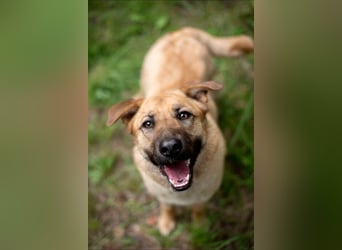 Treue MASHA wird ein perfekter Familienhund