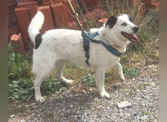 Rocky möchte eine 2.Chance für eine Familie haben