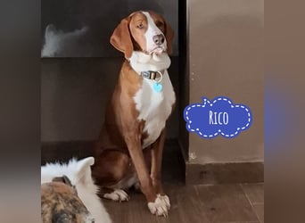 Rico - Edel und königlich