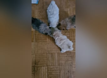 Zuckersüßer Pomeranianwelpen