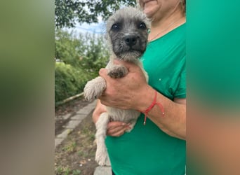 Sugar, geboren 01.05.2025, 21cm sucht ihr Glück