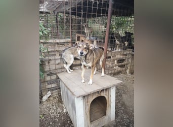 Cornel sucht ein Zuhause