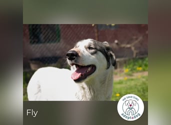 Fly: Wartet sehnsüchtig auf ihr Zuhause