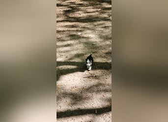 Letzte zwei Welpen – kleine Fellnasen suchen ihre Familie!