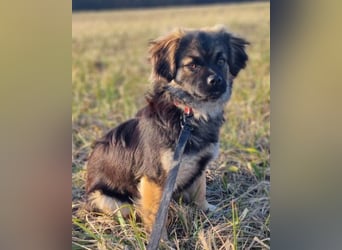 Kleine, feine ♥Roma♥ auf Körbchensuche