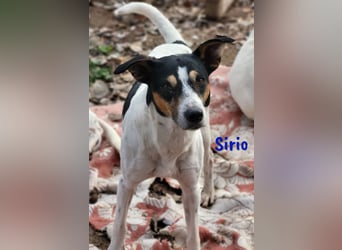Sirio geb. 04/2022 (ESP) - sozialer und unkomplizierter Ratonero Bodeguero Andaluz!