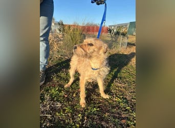 Berci, 1 Jahr, 35cm, wartet auf sein Glück