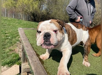 Erni, Engl. Bulldogge, geb. 2022, sucht gemütliches Zuhause