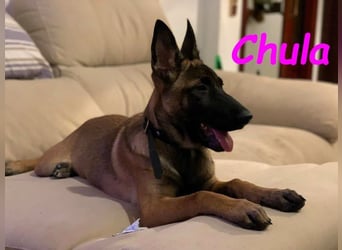 Chula geb. 04/2025 (ESP) - sportliche und aktive Malinois Welpin!