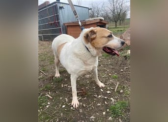 Lilly – abenteuerlustiger Sonnenschein sucht ihre Herzensmenschen