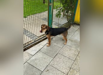 ♥URIEL♥ auf Pflegestelle bei Köln - so aufgeschlossener, lieber, lebhafter Viszla-Mix-Junghund 47cm