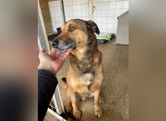 RAMBO sucht liebevolles Zuhause