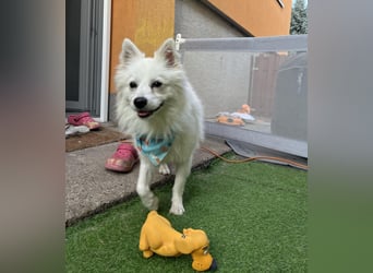 Gino SR – Sanfter Spitz-Rüde mit Herz sucht liebevolles Zuhause