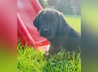 Labrador Welpen mit Ahnentafel