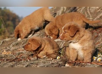 Nova Scotia Duck Tolling Retriever-Welpen – Einzigartige Schätze aus liebevoller Zucht