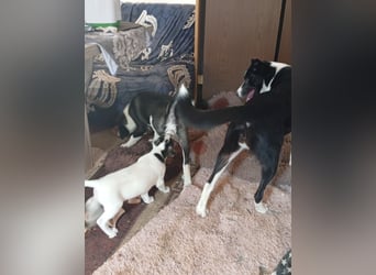Suche ein liebevolles Zuhause für Montana