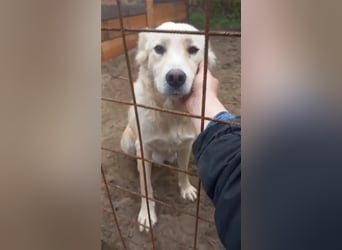 Bonnie Zuckermaus sucht ihre Familie