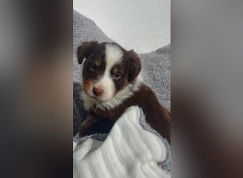 Hübsche Aussie Welpen