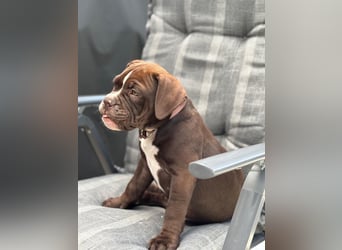 OEB mix Bulldoge old english bulldog