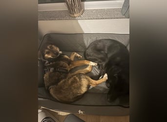 hübscher Ibun sucht verständnisvolles Zuhause