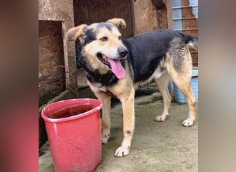 MATTES, Rüde, knapp 7 Jahre, 54cm, Mischling, Tierschutz