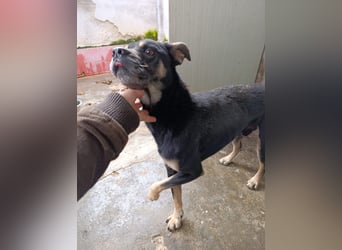 Baloo – liebevolle Anleiter zum Glücklichsein dringend gesucht!