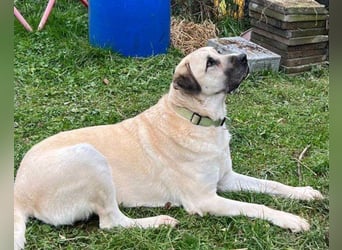 Riesen"Baby"Kangal♥Ares♥ 99718 Greussen