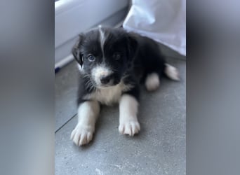Supersüsse Australian Shepherd Welpen