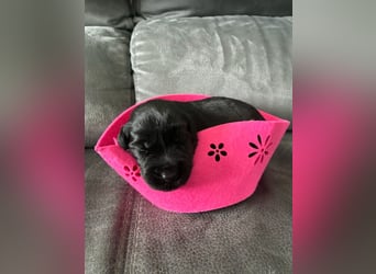 Riesenschnauzer Schwarz