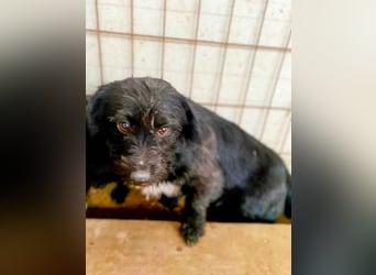 Max-LM, Charmeur auf der Suche nach einem sicheren Zuhause