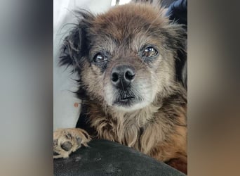 ⭐️GIPSY⭐️, Hündin, 8 Jahre, 28 cm, Mischling, Tierschutz