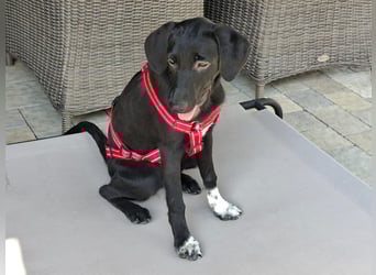 Clara,geb.03/25,verschmustes Hundemädel sucht ihre Familie,bereits auf PS in 67454 Haßloch/Pfalz