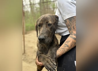 Brenda LM – freundliche Doggen-Boxer-Mix-Hündin sucht liebevolles Zuhause