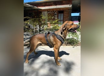 Theo - unser liebevoller Riese