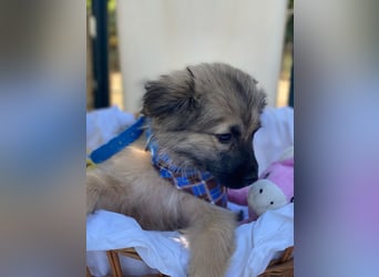 Dömpi LM - Zuhause gesucht – Neun kleine Hundekinder auf großer Mission