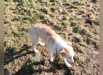 Hilde - wartet in der Eifel