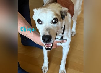 Chiqui geb. 09/2022 (in Deutschland) - sehr liebevoller, menschenbezogener und unkomplizierter Rüde!