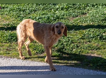 Kelly – Griffon Mix: sanfte Hundeseele sucht dringend ein Zuhause voller Liebe
