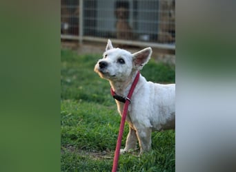 **RESERVIERT** Egres-PP, kleine Westie-Lady wünscht sich schönes Zuhause