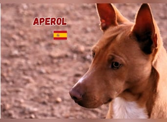Aperol,geb.06/20,lieber Podenco Rüde sucht seine Familie