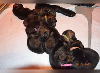 Dunkelgraue Schäferhunde aus Kör-u.Leistungzucht
