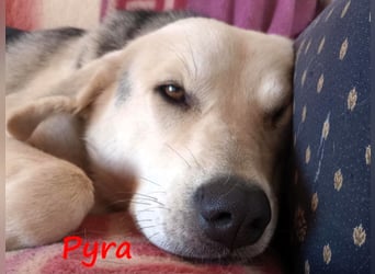Pyra 05/2023 (GRC Pflegestelle) - verschmuste und ausgeglichene, süße Junghündin!
